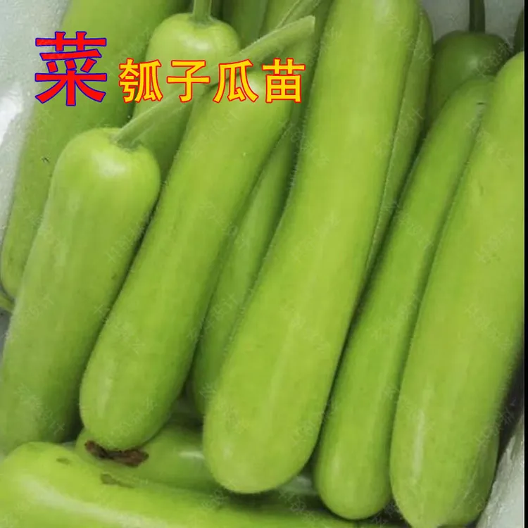 高产菜瓠瓜秧苗长瓠子瓜苗肉瓠子苗菜葫芦夏季耐热耐寒各种蔬菜苗
