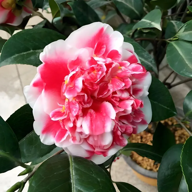 彩虹天使名贵稀有品种茶花室内外阳台庭院精品盆栽花卉绿植