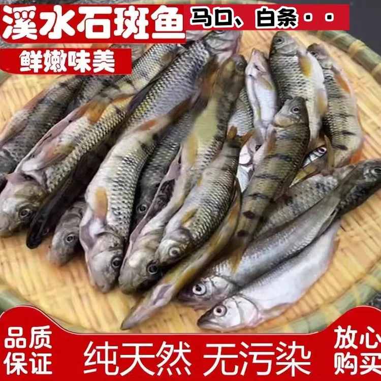 农村溪流小河鱼桃花鱼翘嘴鱼溪哥鱼白条活泼杂鱼冰鲜发货马口鱼