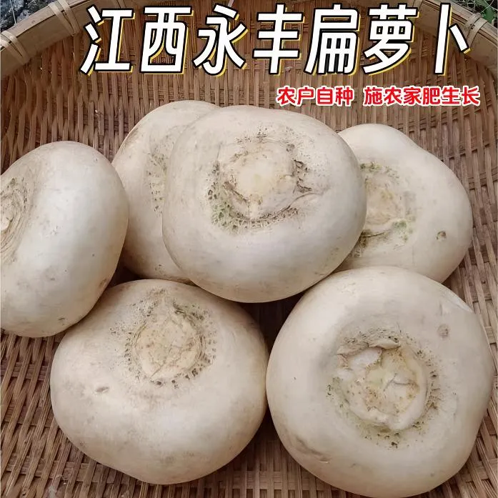 江西永丰扁萝卜农户自种农家肥生长味道纯正腌炒炖老家味道包邮
