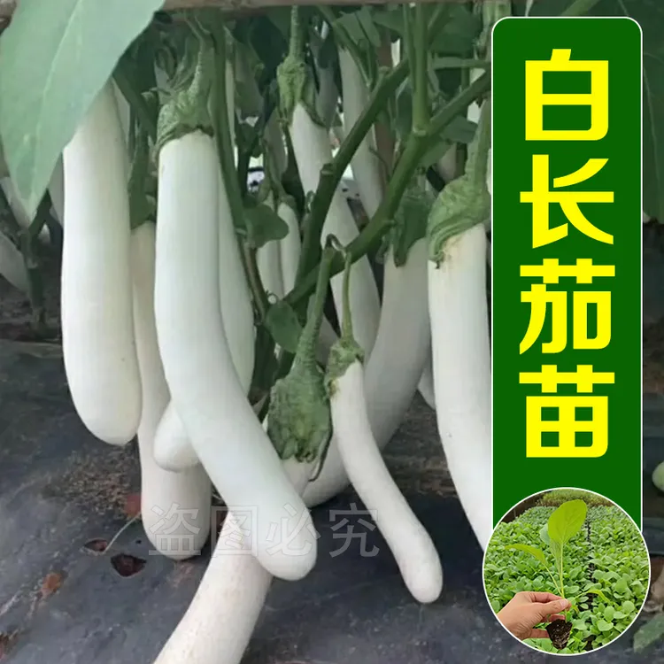 白茄秧苗播种白长茄种子盆栽阳台大面积种植