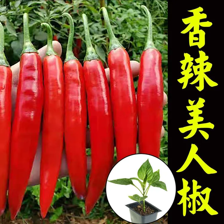 【顺丰发货】美人椒秧苗香辣红绿干鲜辣椒苗秧种子盆栽阳台蔬菜