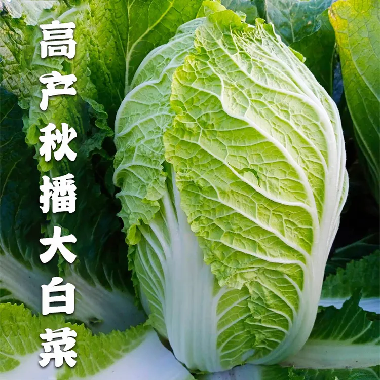 义和秋大白菜种子四季冬储白菜种籽高产抗病口感好耐寒蔬菜种子