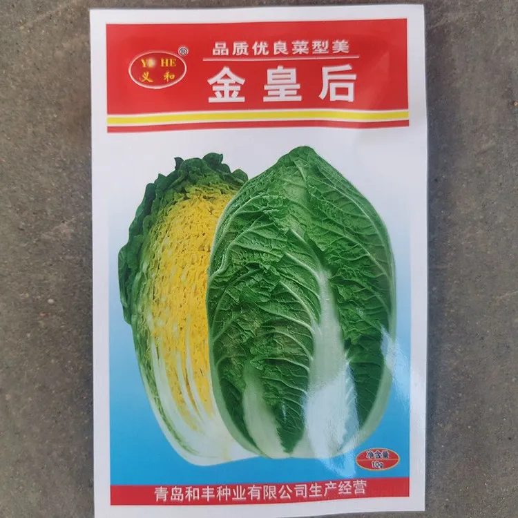 黄心大白菜播种义和金皇后抗病早熟大白菜种籽秋季品质种子娃娃菜