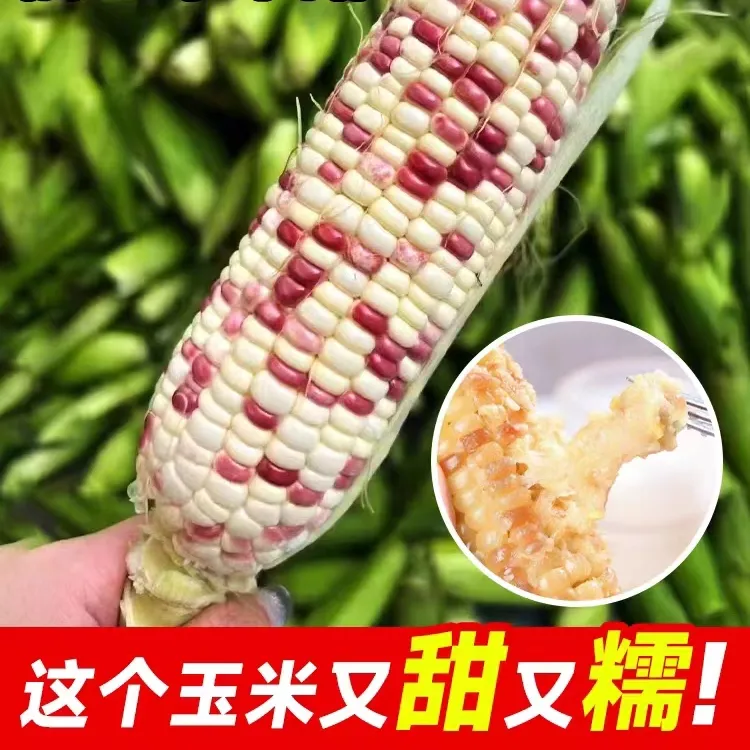 彩甜糯玉米种子 西星五彩鲜糯花甜糯大穗高产香甜粘鲜食玉米种籽