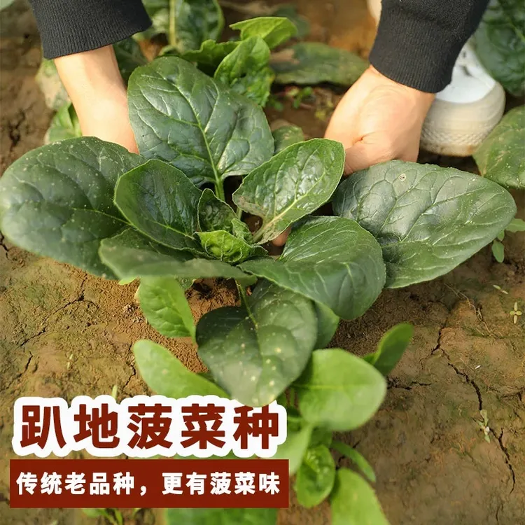 越冬趴地菠菜杂交种子秋冬季耐寒热秋季蔬菜了波菜种籽孑高产抗病