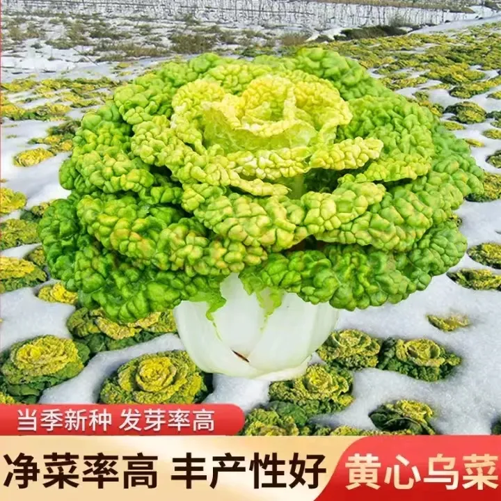 黄心乌塌菜种子耐寒黄金卷芯菜籽小白菜种孑秋冬蔬菜种籽菊花心