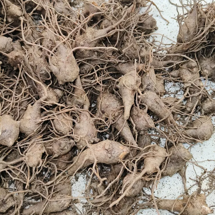 江油付子新鲜种子根茎 江油发货发550克