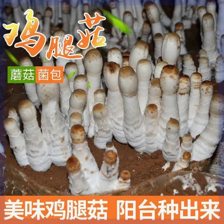 鸡腿菇菌种可食用鬼闪菇菌包菌菇原种家庭学校阳台趣味蘑菇种植包