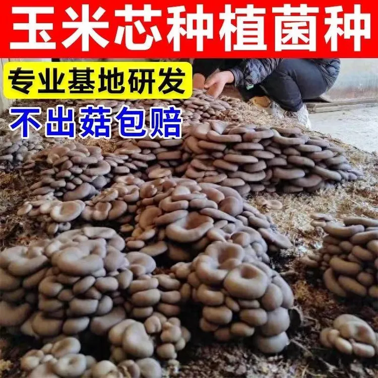 玉米芯种平菇菌种栽培种大棚家庭养殖食用菌菇三级菌种蘑菇种植包