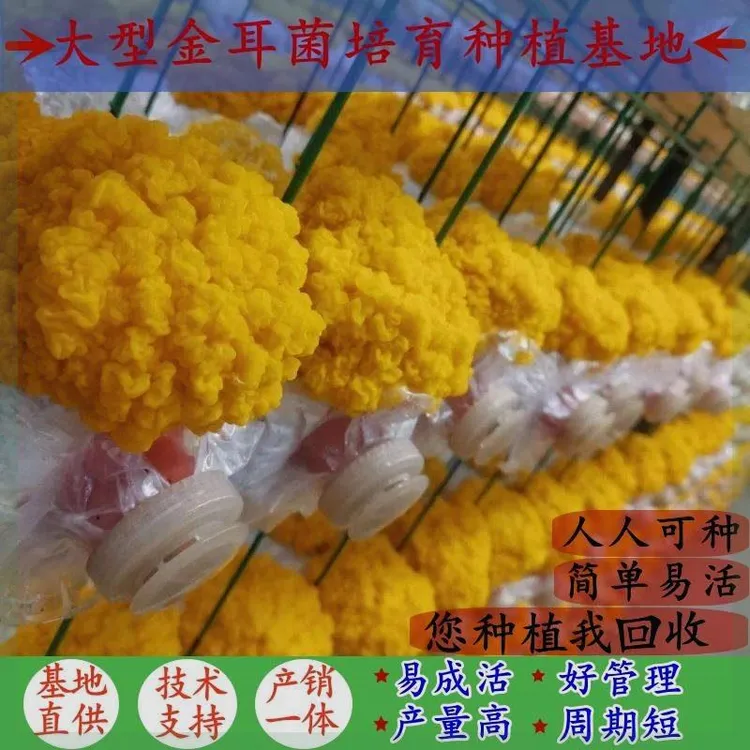 金耳菌菌种菌包菌棒客厅阳台盆景栽培趣味四季出菇食用蘑菇种植包