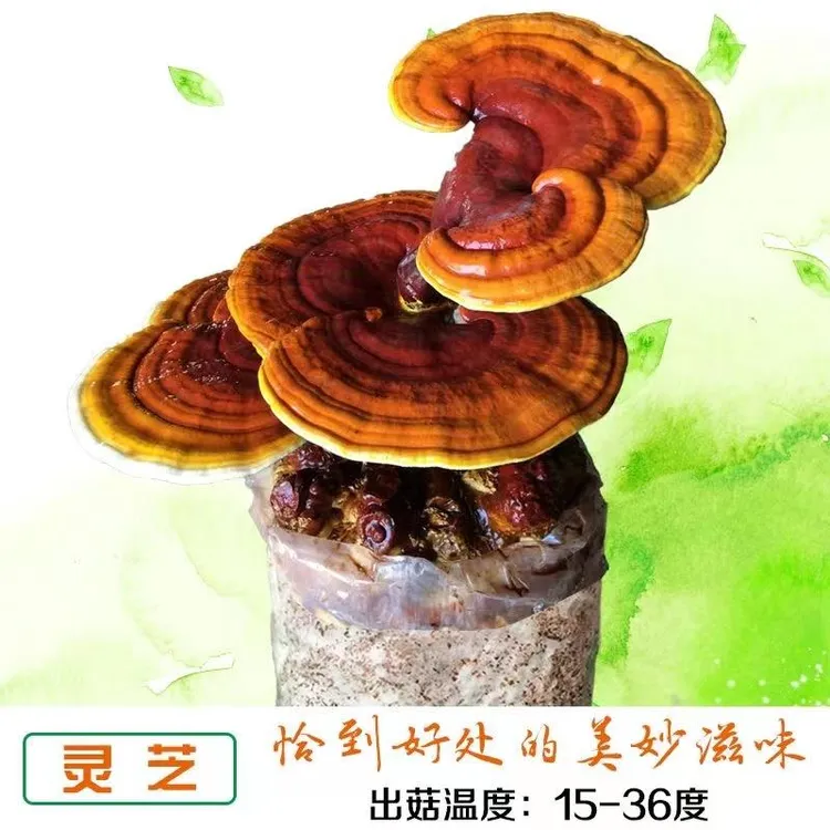 灵芝菌种食用活体菌包菌棒盆景盆栽灵芝灵芝种植灵芝苗蘑菇种植包