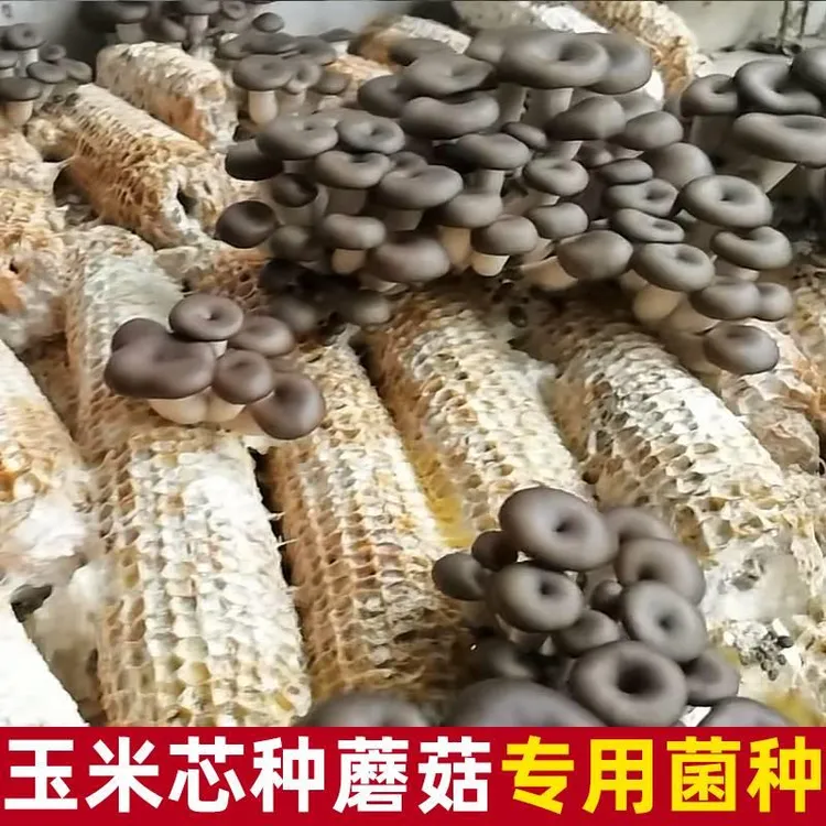玉米芯棒平菇菌种室内养殖基地食用姬菇栽培菌种三级种蘑菇种植包