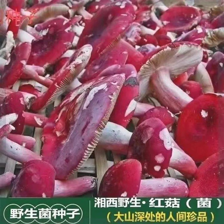 红月菇菌种菌包食用红椎菌大红菌月子红室内外庭院阳台蘑菇种植包