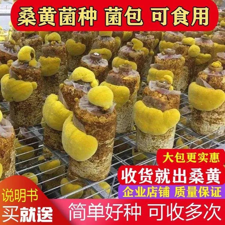 桑黄菌种菌包家庭基地种植栽培种桑黄菌棒可食用菌阳台蘑菇种植包
