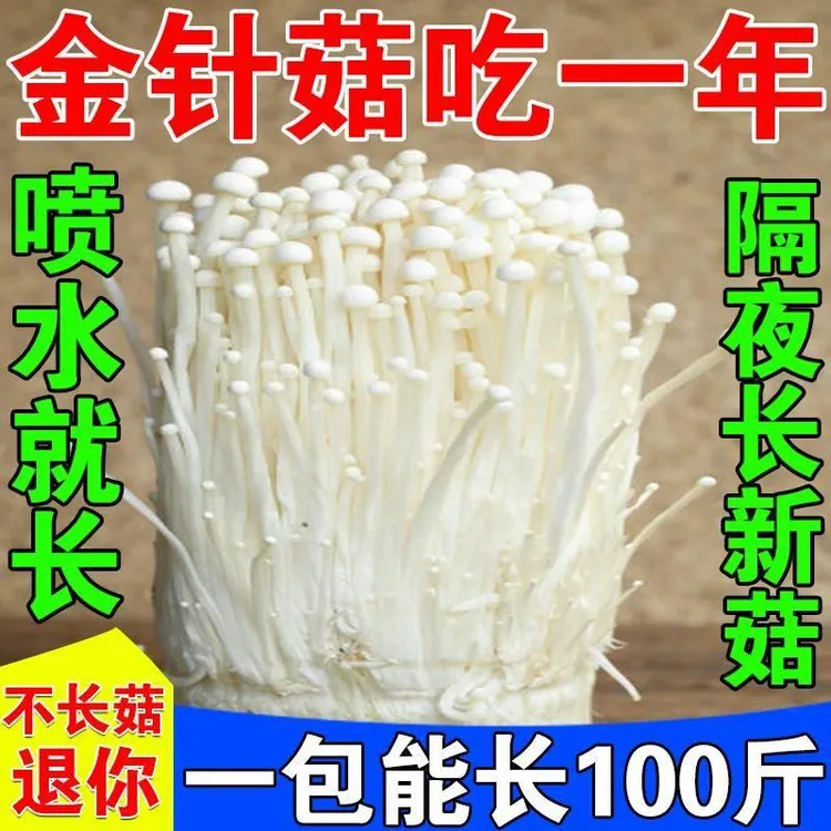 金针菇菌种菌包家庭自种室内可食用黄金针菇栽培种懒人蘑菇种植包