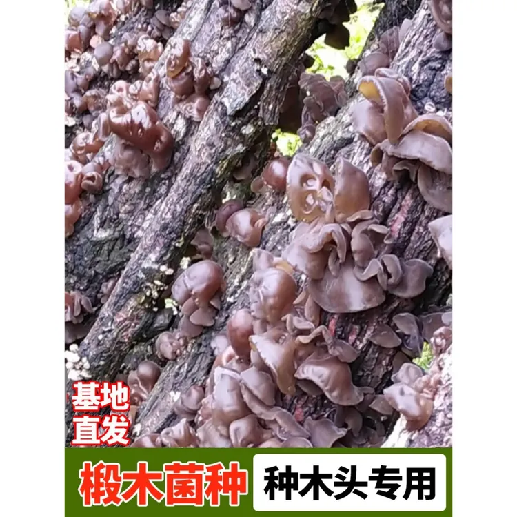 椴木香菇菌种栽培种植可食用木耳平菇专用打孔器电钻头蘑菇种植包