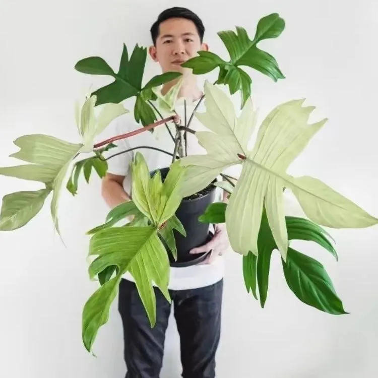 佛罗里达幽灵飞机蔓绿绒Floridaghost进口室内观叶绿植盆栽