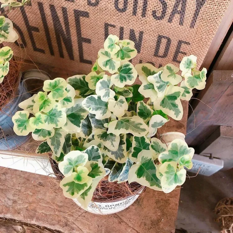 日系雪萤小苗长春藤绿植花叶垂吊绿植盆栽观叶垂吊长青藤锦ins