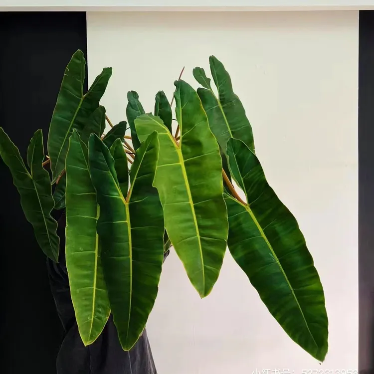 橙柄蔓绿绒 热带观叶植物 天南星科室内客厅阳台盆栽居家趣味绿植