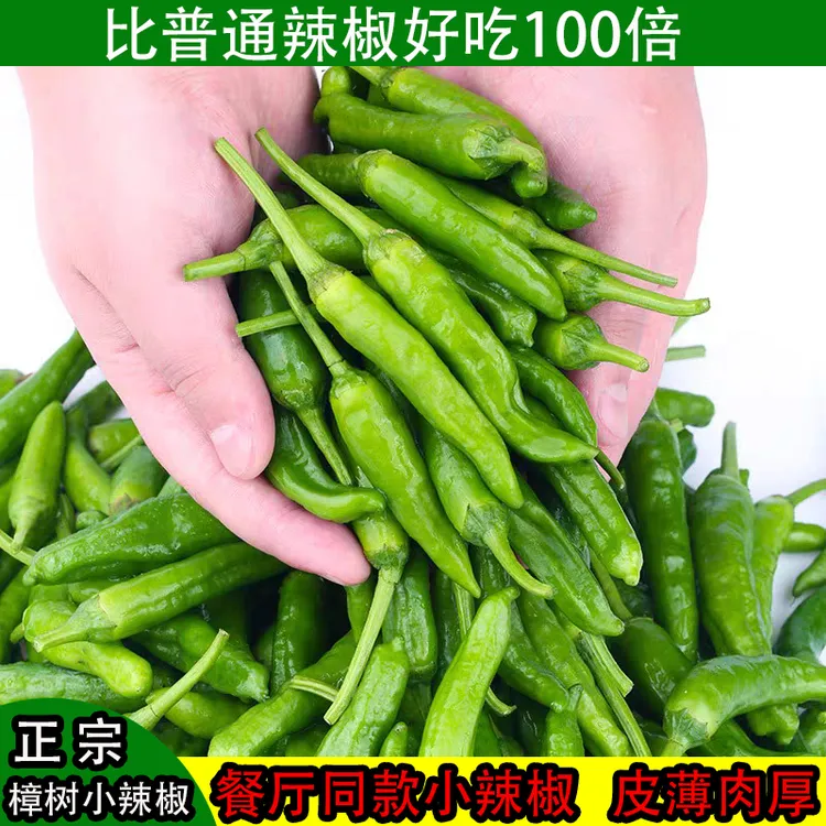 湖南特产顺丰包邮薄皮青辣椒正宗樟树港辣椒新鲜小青椒批发不辣