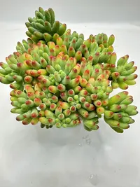 乙女心多肉植物 云南基地直发新手养肉放阳台好养活 碧绿淡粉色