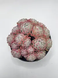 香香贝瑞多肉植物 云南基地直发新手养肉放阳台好养活 带香味粉色