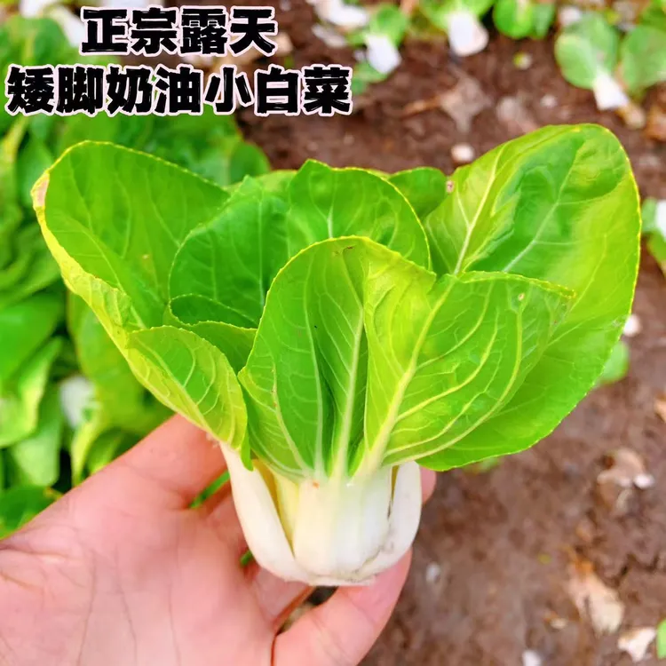 安徽小白菜芜湖无为正宗矮脚嫩菜微甜露天当季嫩菜新鲜5/10斤
