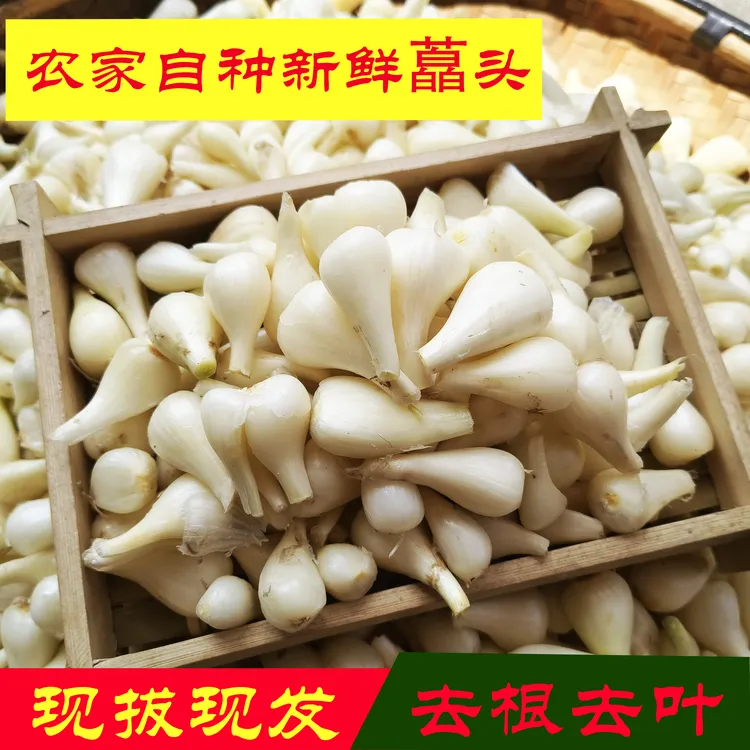 农家自种新鲜藠头现挖现发荞头酸辣茭头精选大个教头去叶蔬菜泡菜