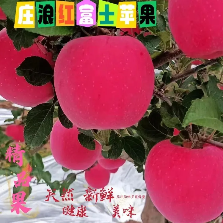 【秋季尝鲜】当季新鲜精品优质红富士苹果庄浪脆甜苹果水果整箱包邮
