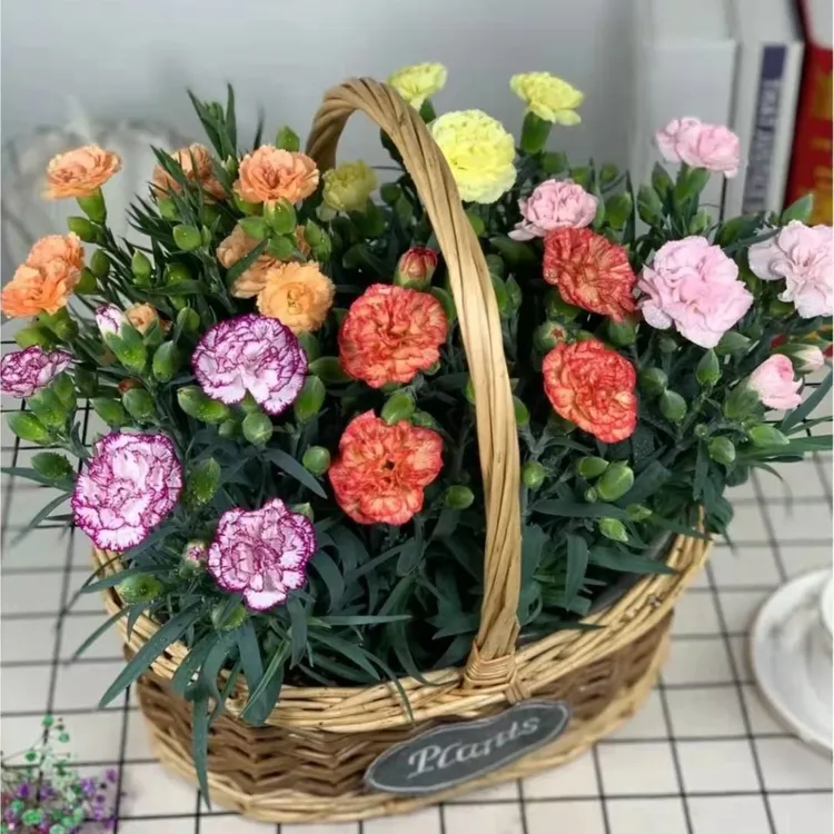 中杯 【奥斯卡】浓香型康乃馨盆栽花卉四季开花多年生好养易活