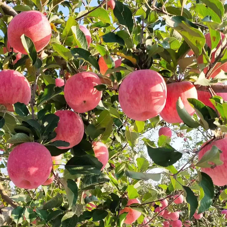 蜘蛛霞 正宗洛川红富士脆甜多汁产地直发 20-24颗装 净重8-13斤