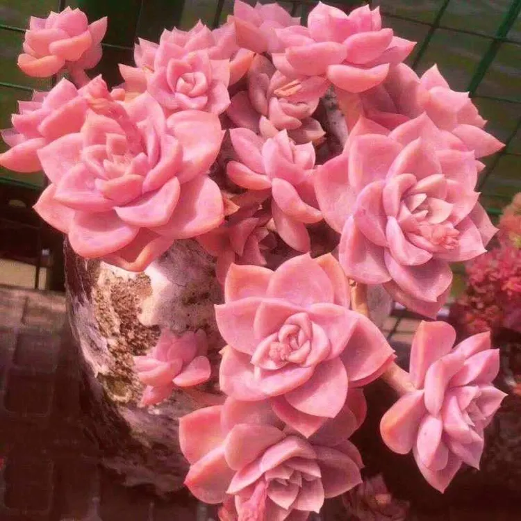 多肉植物彩虹糖粉色大老桩稀有奇趣盆栽桌面阳台防辐射基地发货