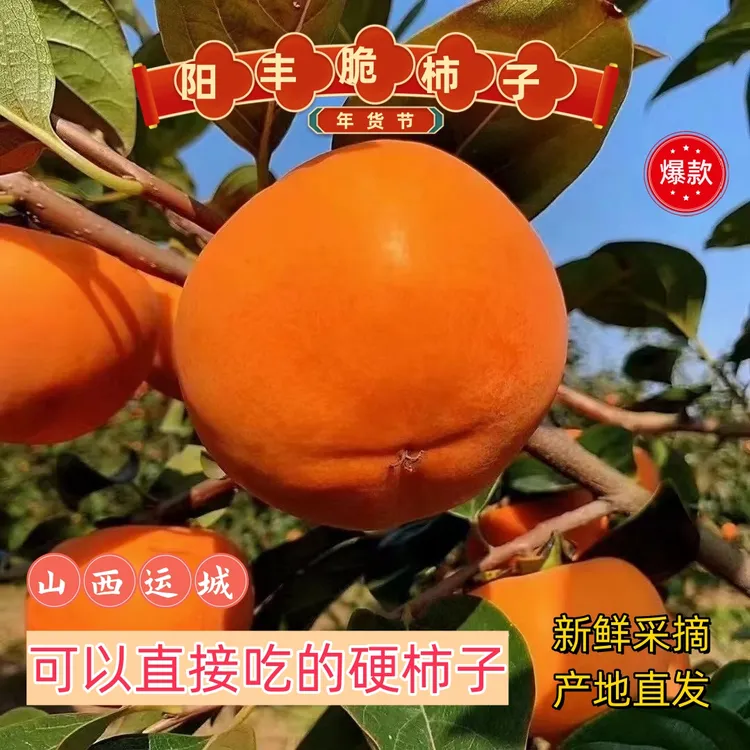 《爆款推荐》山西运城阳丰巧克力脆甜柿子产地新鲜水果4.5斤包邮
