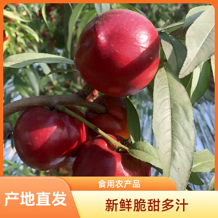 (顺丰/京东JD)山西运城黄心油桃新鲜水果脆甜多汁产地直发3/5斤包