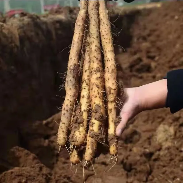 【农家直发】正宗温县垆土铁棍山药温县原产地怀山药新鲜营养
