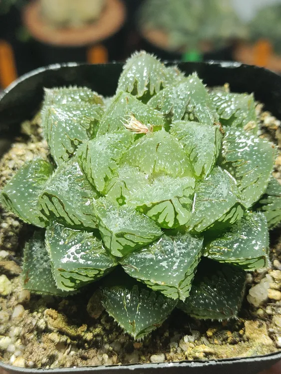 魔刺玉露(满20包邮多肉)