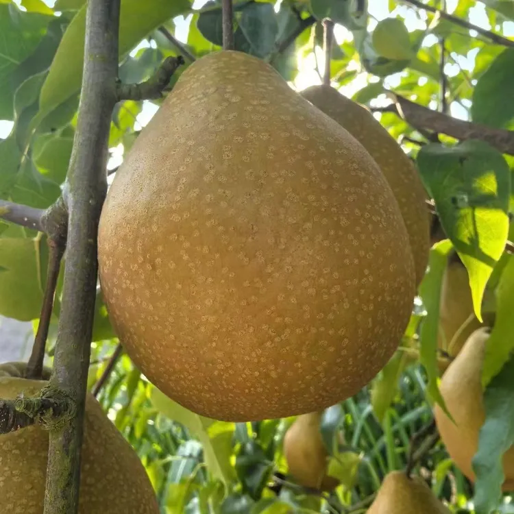 苍溪雪梨施家梨新鲜水果产地直发