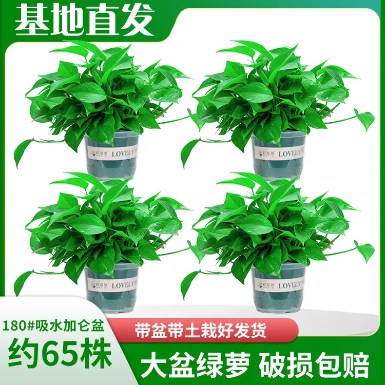 【新粉福利】180#绿萝新房除甲醛净化空气室内盆栽好养绿植基地直发