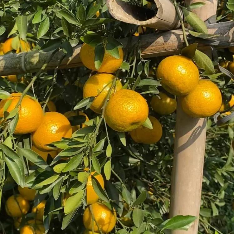 新会梅江圈枝鲜果橘子皮茶枝柑新会陈皮顺丰包邮川红橘梵净山宝宝