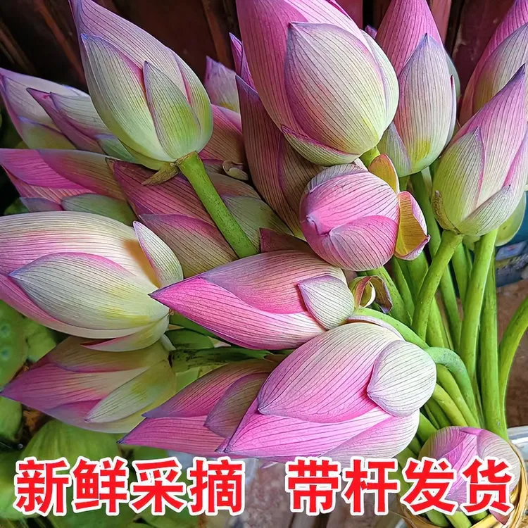 【顺丰包邮】新鲜荷花现采现发带杆鲜花真花装饰花骨朵水培观赏植物