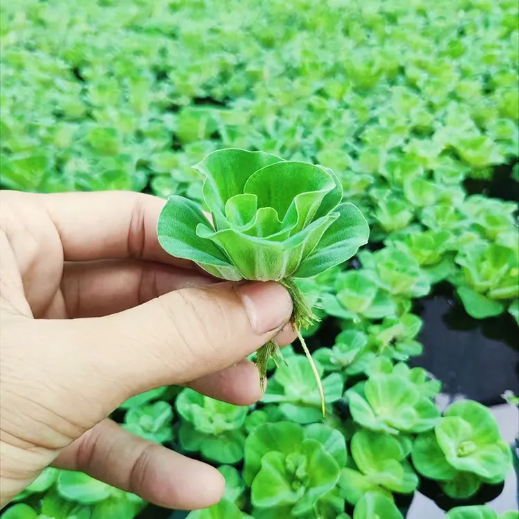 水芙蓉水葫芦水培水生水草植物净化水质水族庭院鱼塘养鱼养虾盆栽