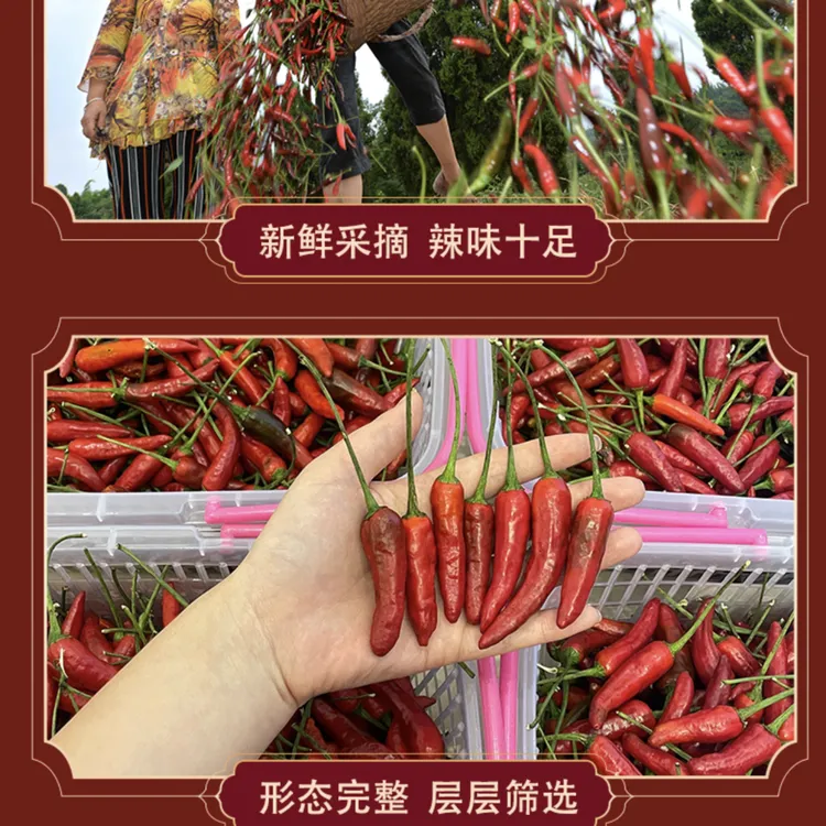 四川威远新店蜀威七星椒正宗一代七星椒 3斤装产地发货