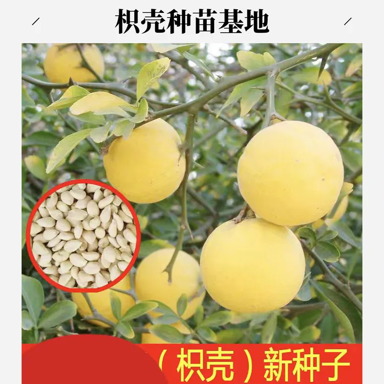 枸橘种子，枳壳种籽.积壳籽柑橘嫁接砧木树种子带刺围墙篱笆种子