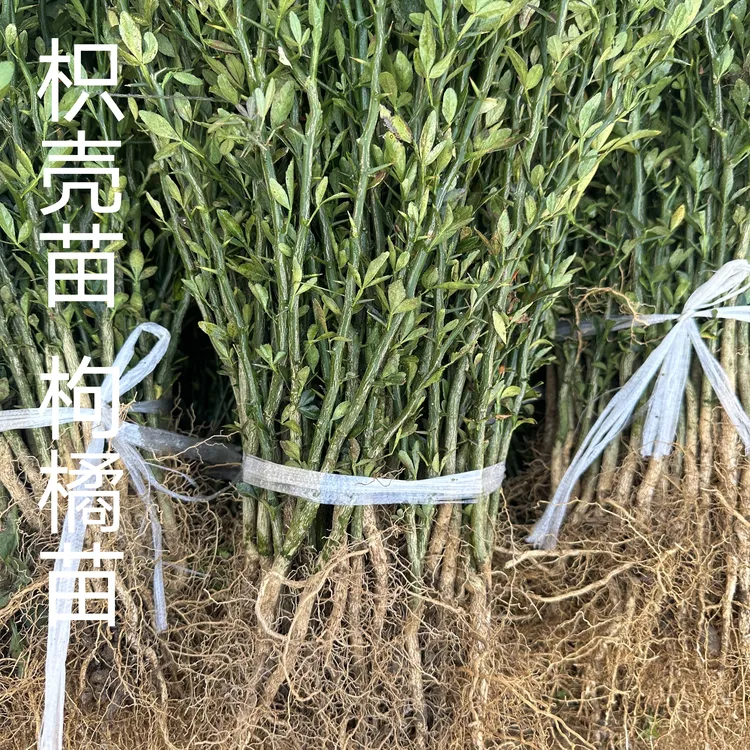 枳壳苗春季优选枸橘苗篱笆苗树苗根系发达耐寒园林栽种嫁接
