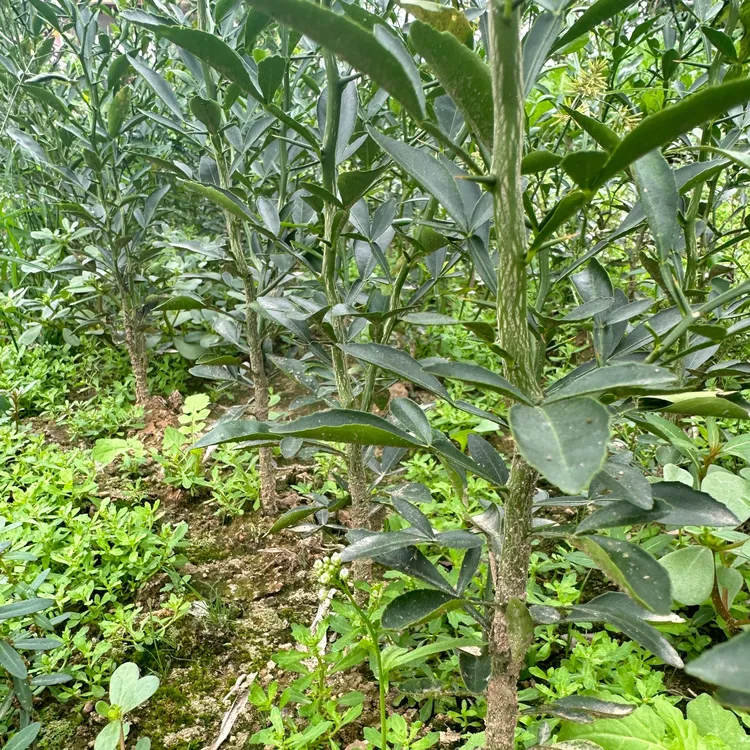 大叶枳壳苗枳橙苗卡里佐耐寒抗病根系发达矮化种植