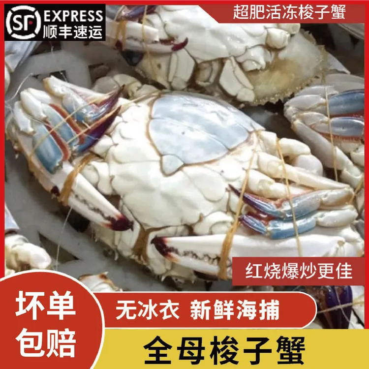 母蟹活冻梭子蟹新鲜特大海鲜海蟹飞蟹3-6两3斤多只多规格【冻蟹】