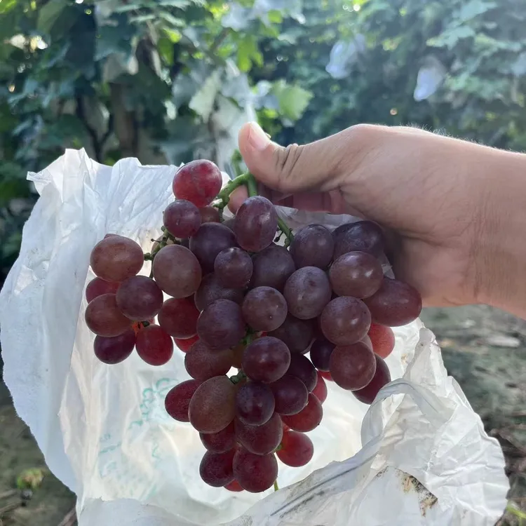 顺丰包邮天津汉沽茶淀玫瑰香葡萄当天采摘当天发货