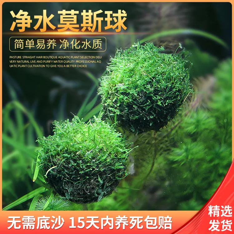 鱼缸莫斯水草大美凤莫斯半球凤尾莫斯垂泪莫斯悬浮半球新手造景