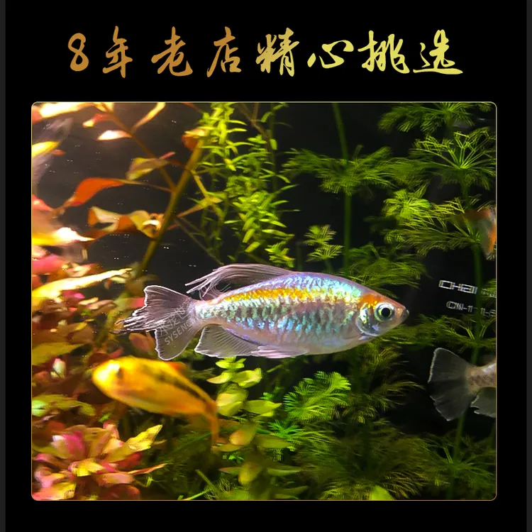 【直播活动】刚果美人热带观赏鱼小型淡水活体鱼群游鱼草缸适用